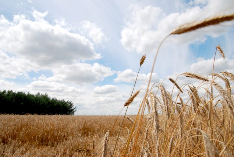 Urząd Gminy Stara Błotnica Urząd Gminy Stara Błotnica Urząd Gminy